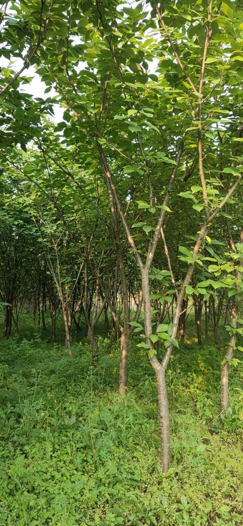 樱花
