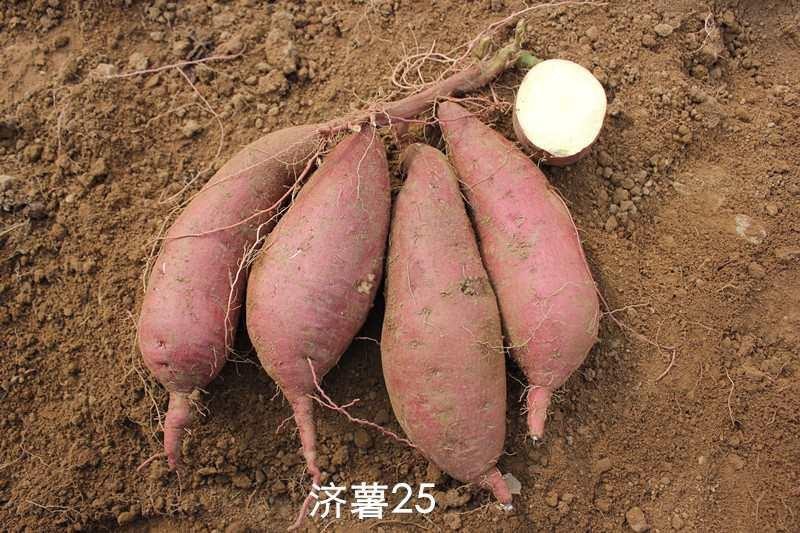 红薯苗，济薯25优质脱毒红薯苗