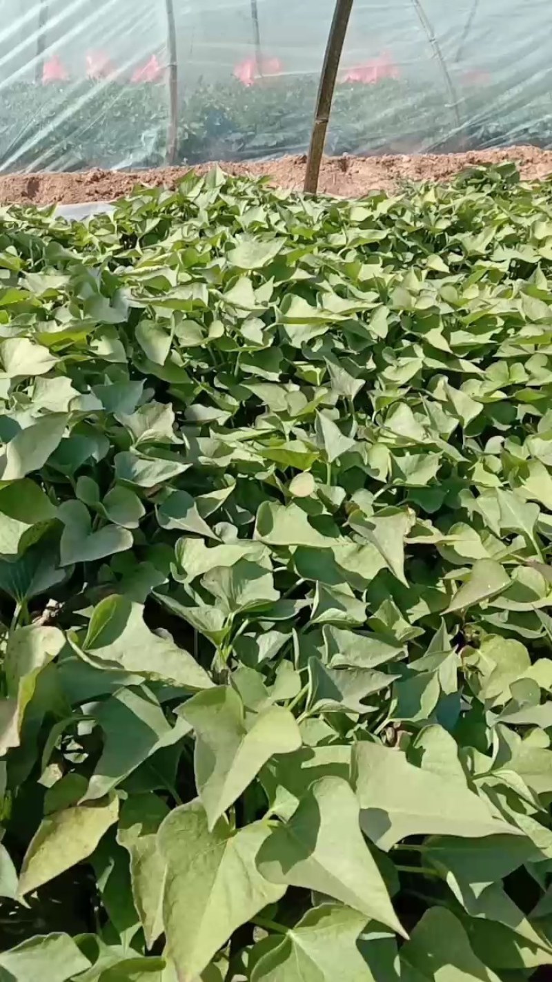红薯苗，济薯25优质脱毒红薯苗