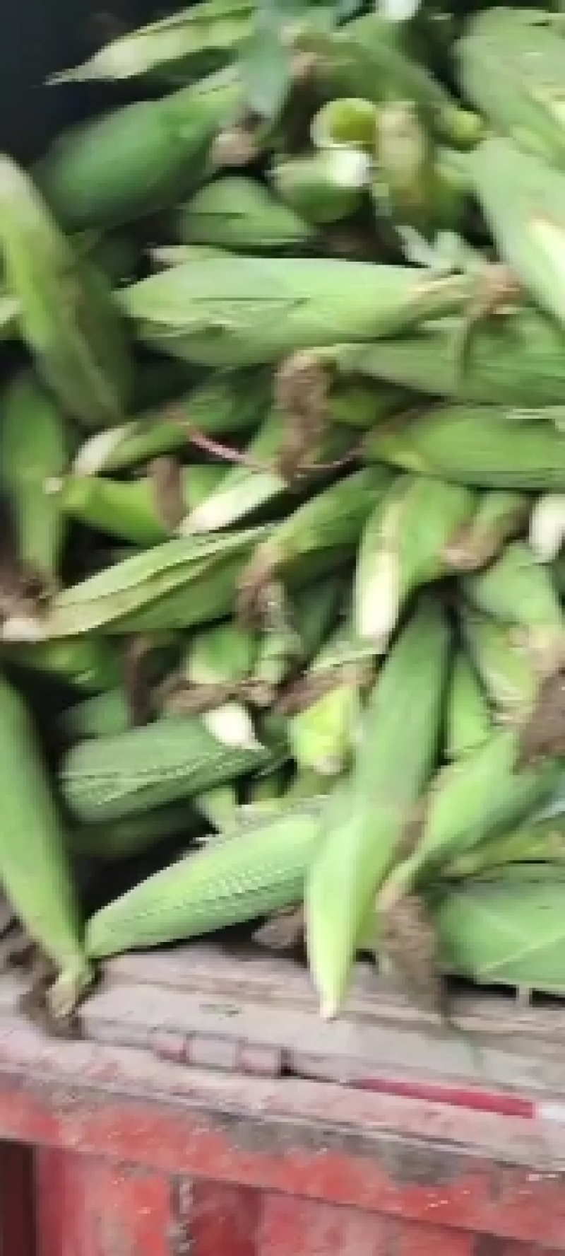 糯玉米，万糯2000