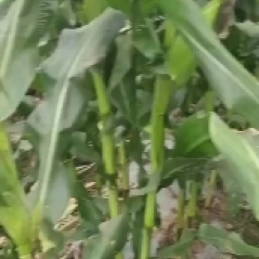 糯玉米，万糯2000