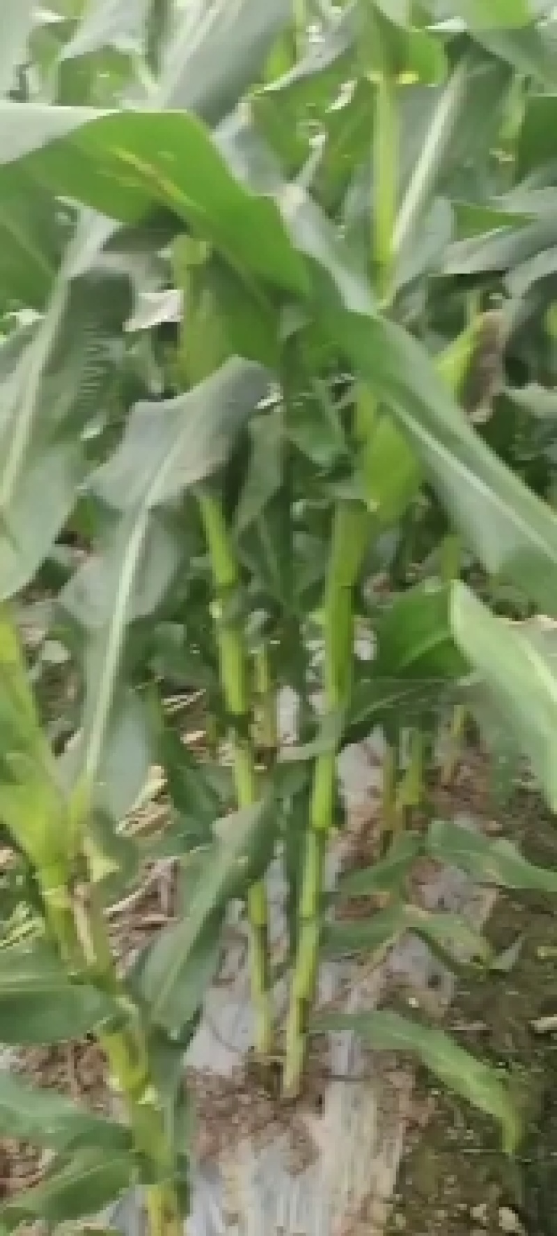 糯玉米，万糯2000