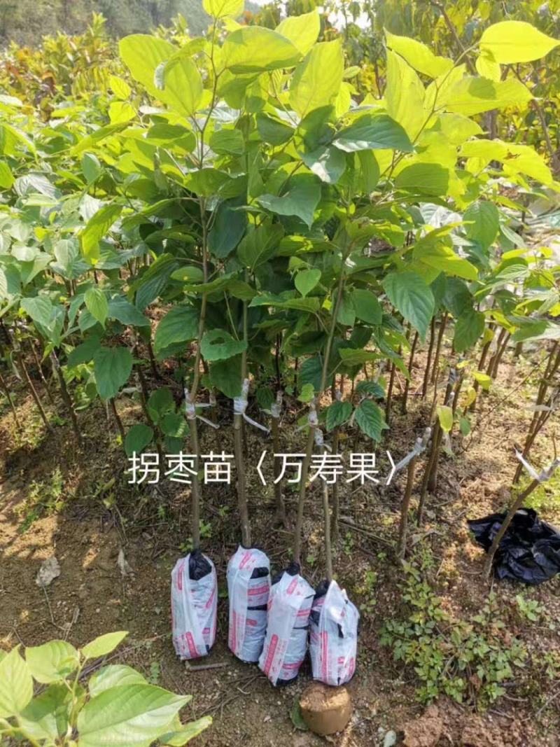 拐枣树苗万寿果树苗嫁接苗带土带叶子，正版