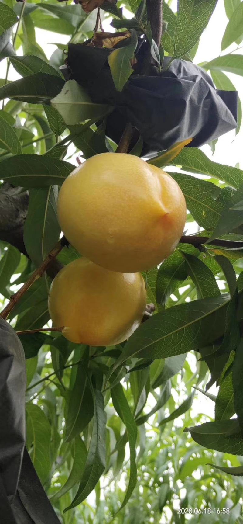 中油4