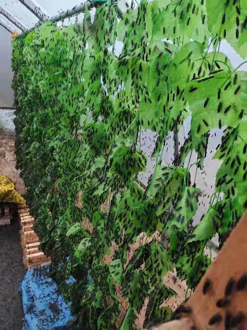 黑水虻冻虫全国配送（杀菌速冻）一手货源，水产养殖高蛋白昆
