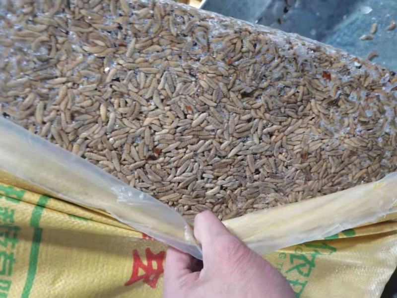黑水虻冻虫全国配送（杀菌速冻）一手货源，水产养殖高蛋白昆