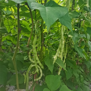 青岛平度芸豆大量上市中