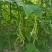 青岛平度芸豆大量上市中