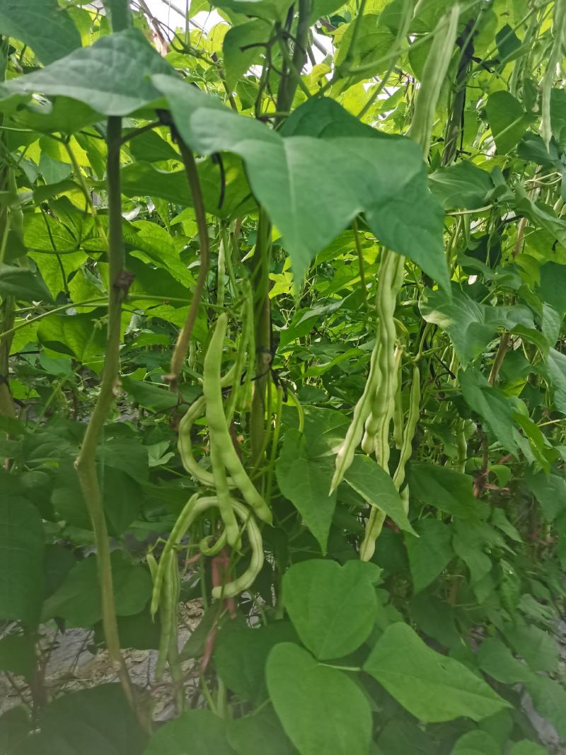 青岛平度芸豆大量上市中