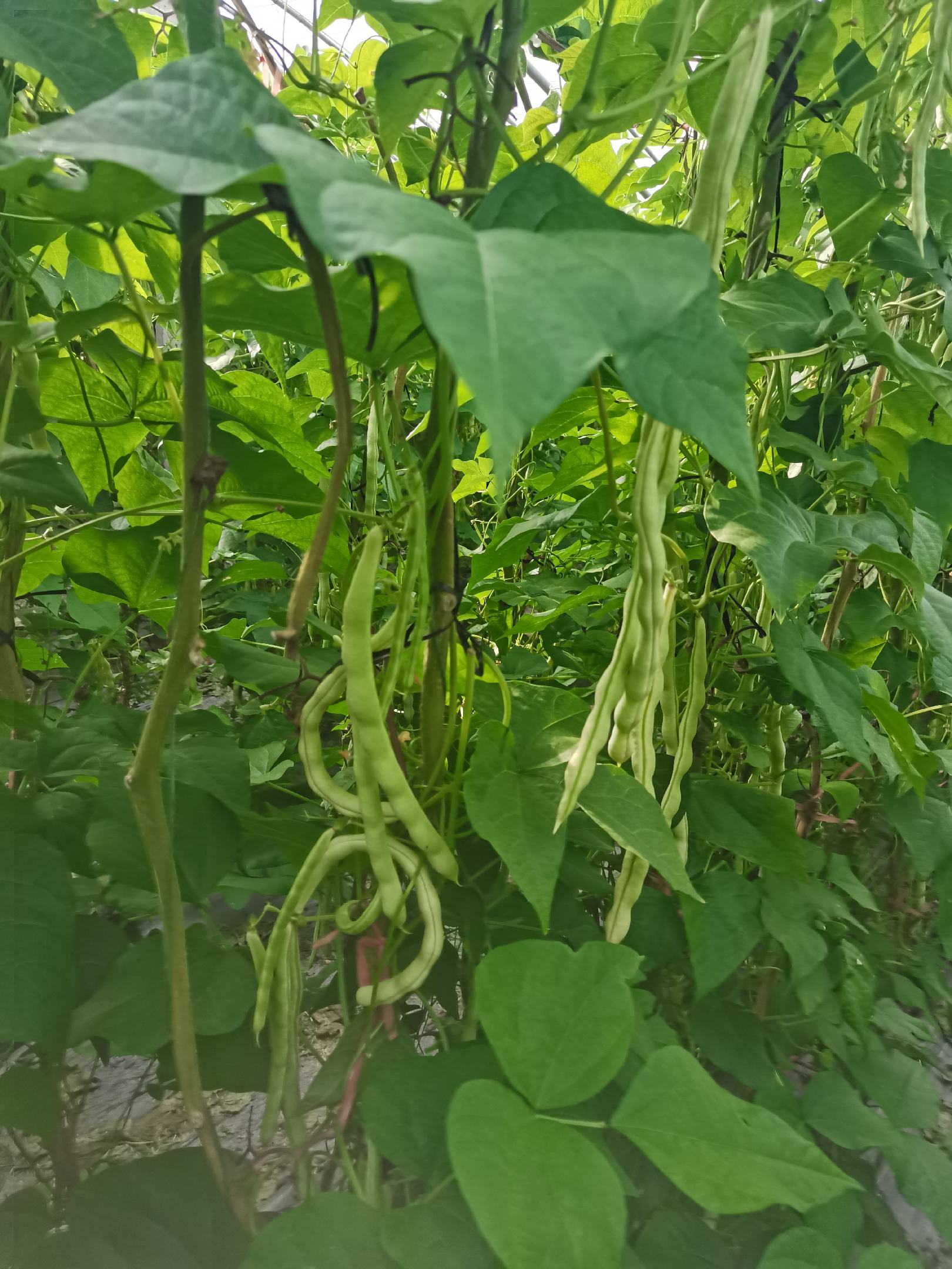 青岛平度芸豆大量上市中