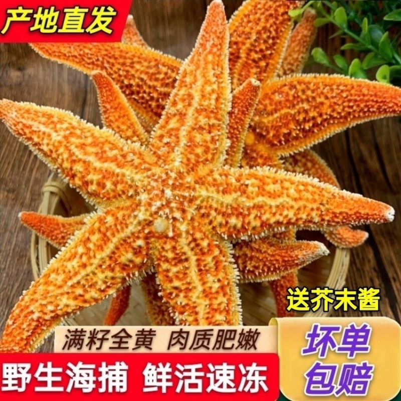 满子海星海鲜鲜活水产新鲜海五星冷冻活体熟发