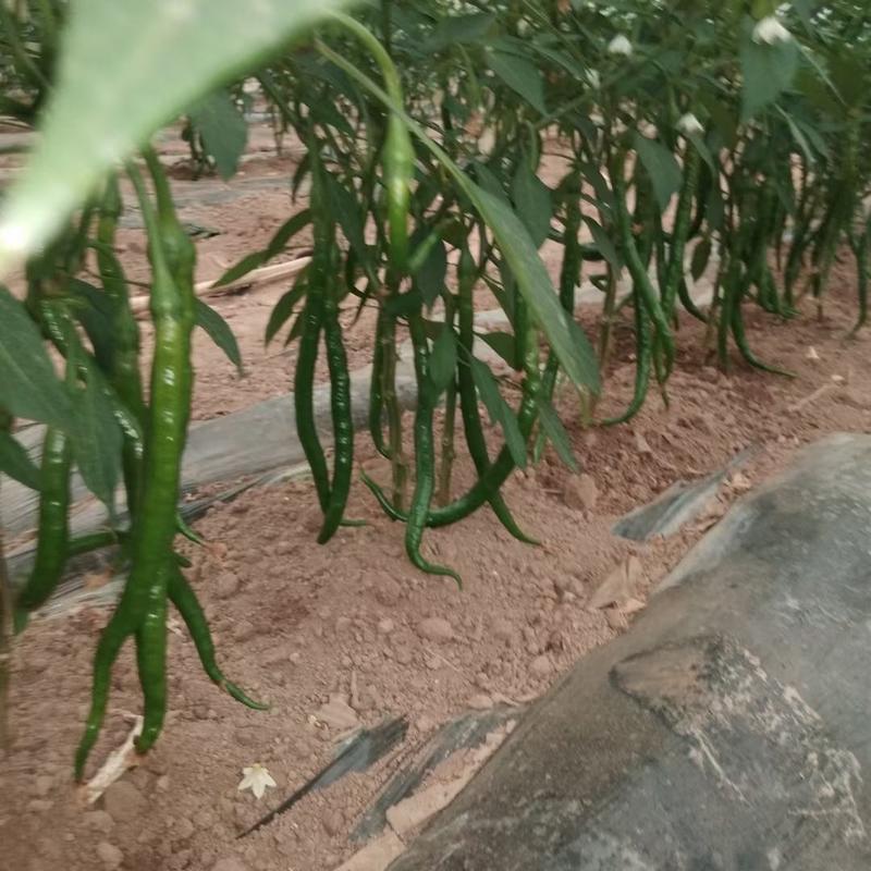 精品线椒，大棚，陆地种植产地提供，线椒欢迎采购