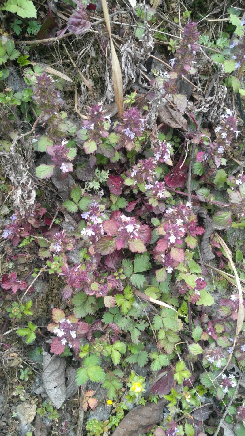 野生白毛夏枯草，又叫散血草，地产中药材，足干无霉无杂质
