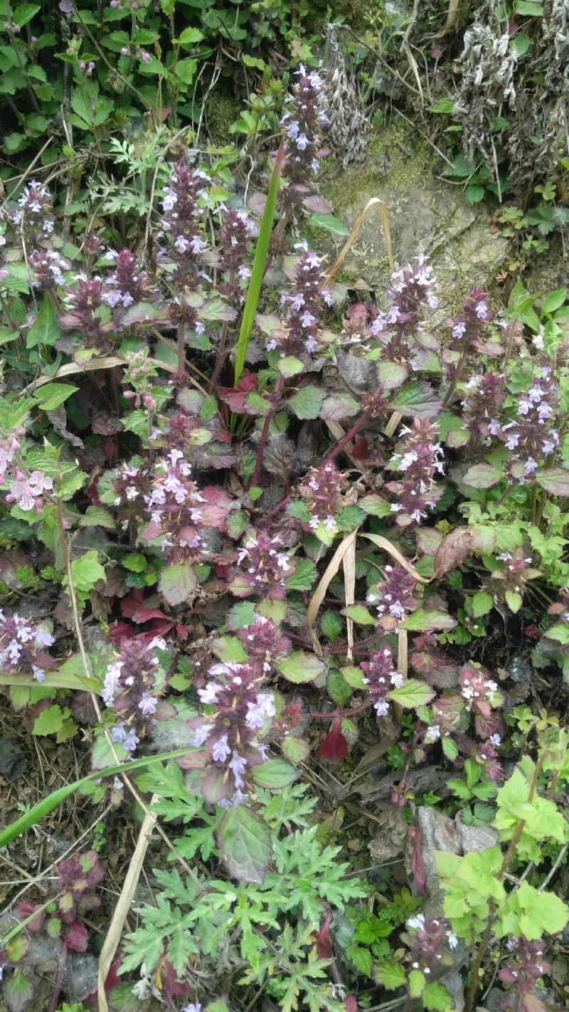 野生白毛夏枯草，又叫散血草，地产中药材，足干无霉无杂质