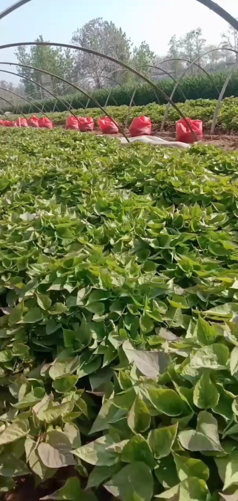 红薯苗，济薯25优质脱毒红薯苗