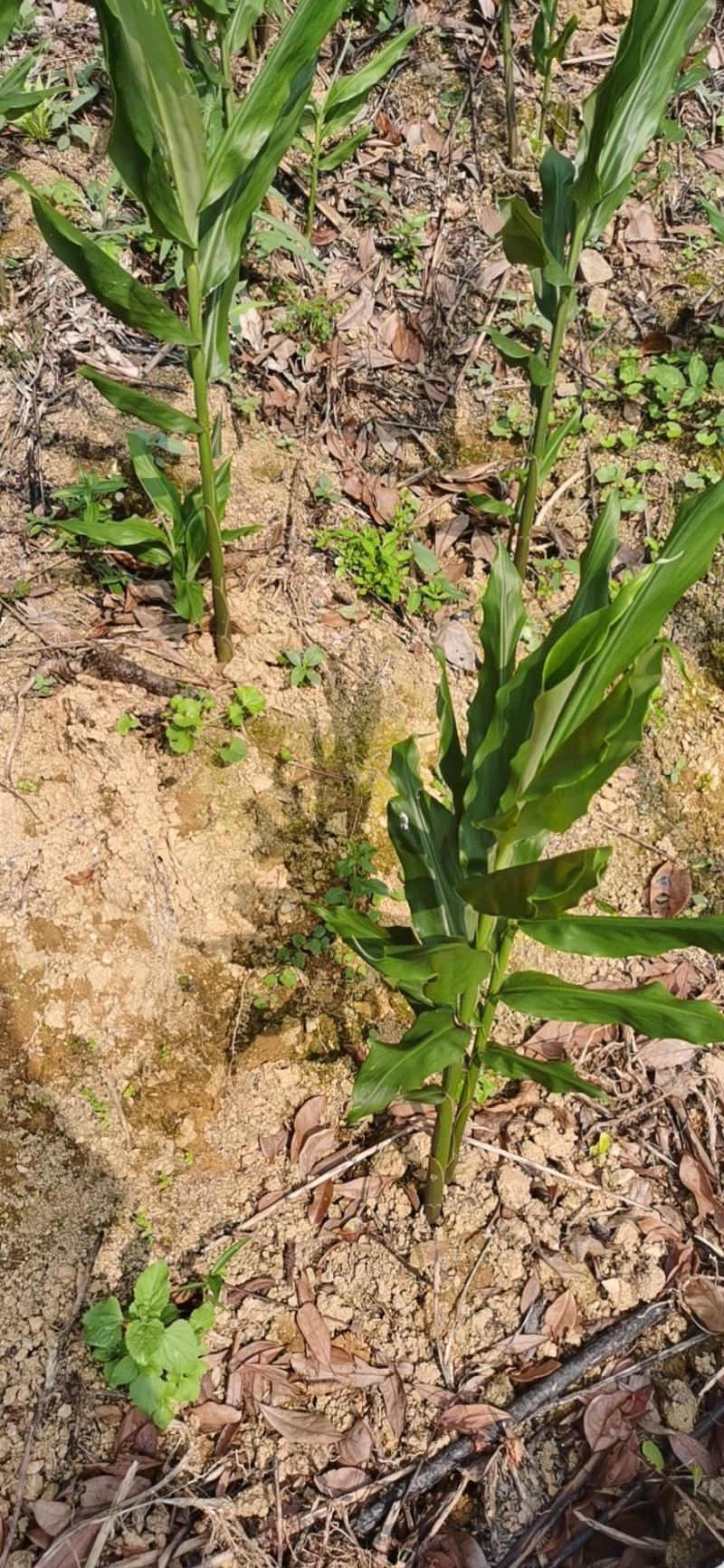早熟新鲜阳荷