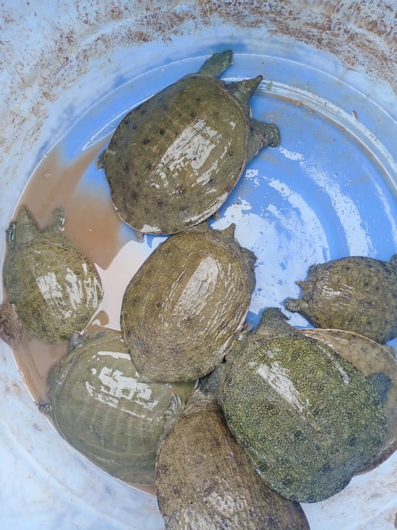 需要甲鱼请联系小游，详谈