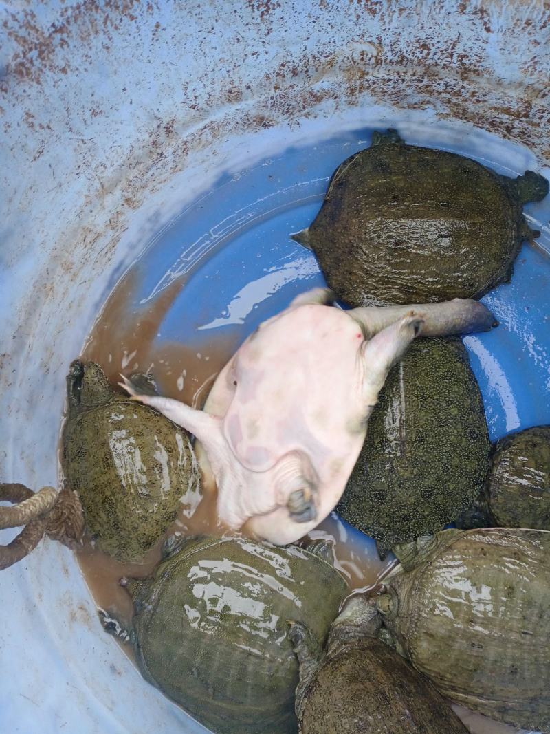 需要甲鱼请联系小游，详谈