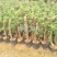 大家好基地直销三角梅，袋苗盆苗，各种规格。物美价廉