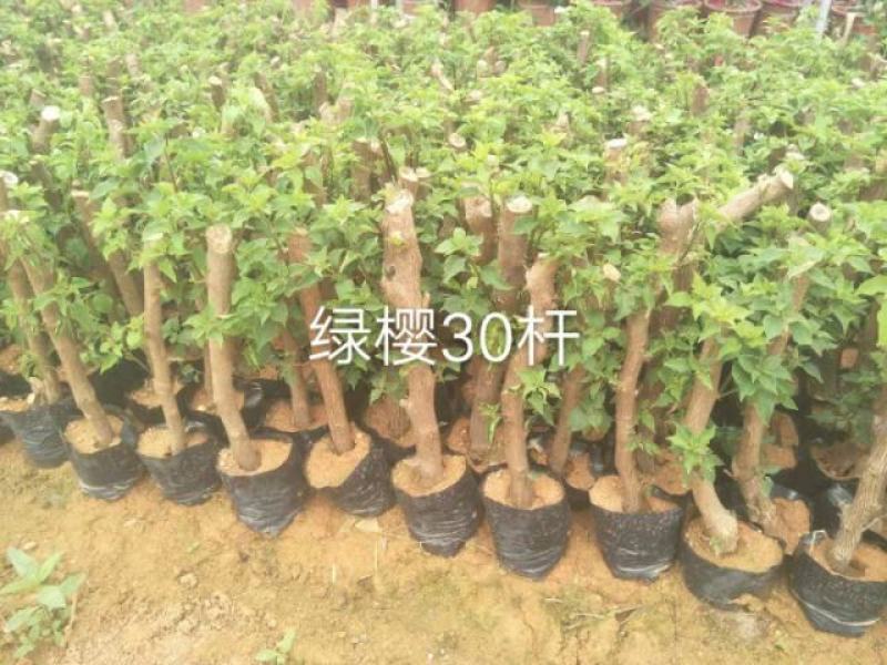 大家好基地直销三角梅，袋苗盆苗，各种规格。物美价廉