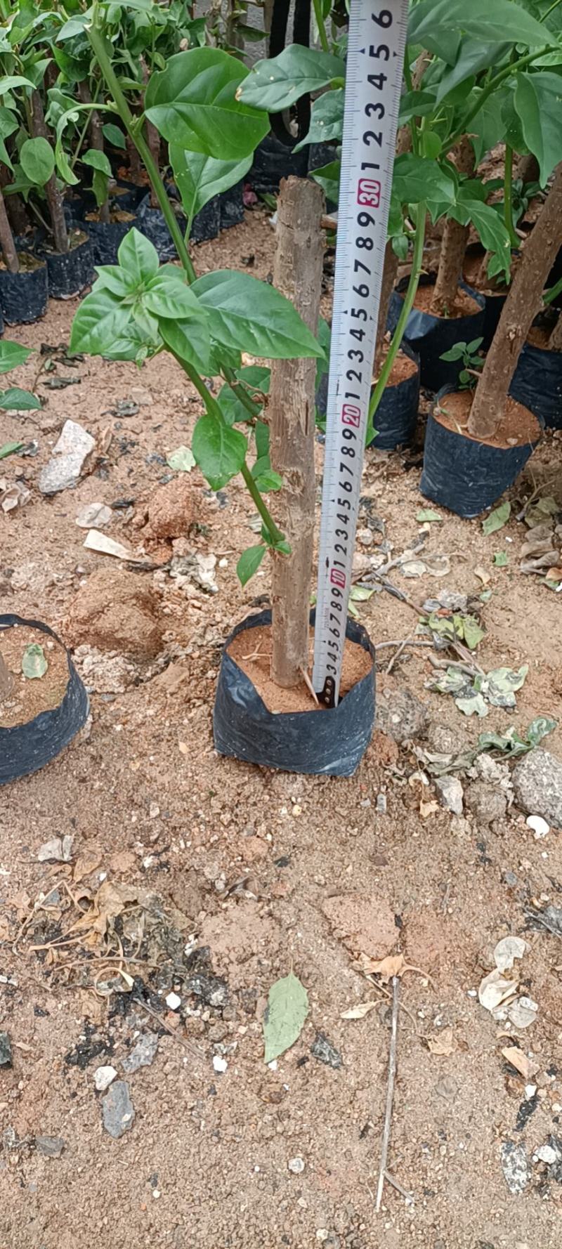 大家好基地直销三角梅，袋苗盆苗，各种规格。物美价廉