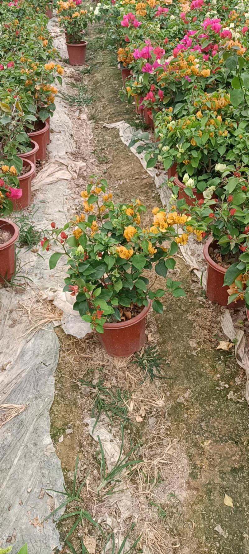 大家好基地直销三角梅，袋苗盆苗，各种规格。物美价廉