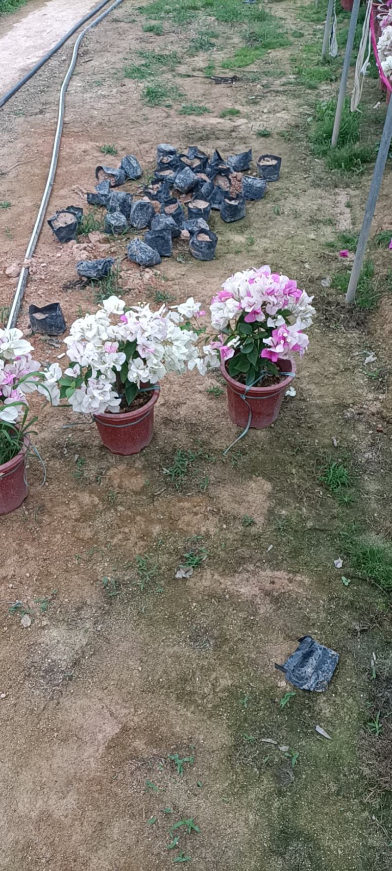 大家好基地直销三角梅，袋苗盆苗，各种规格。物美价廉