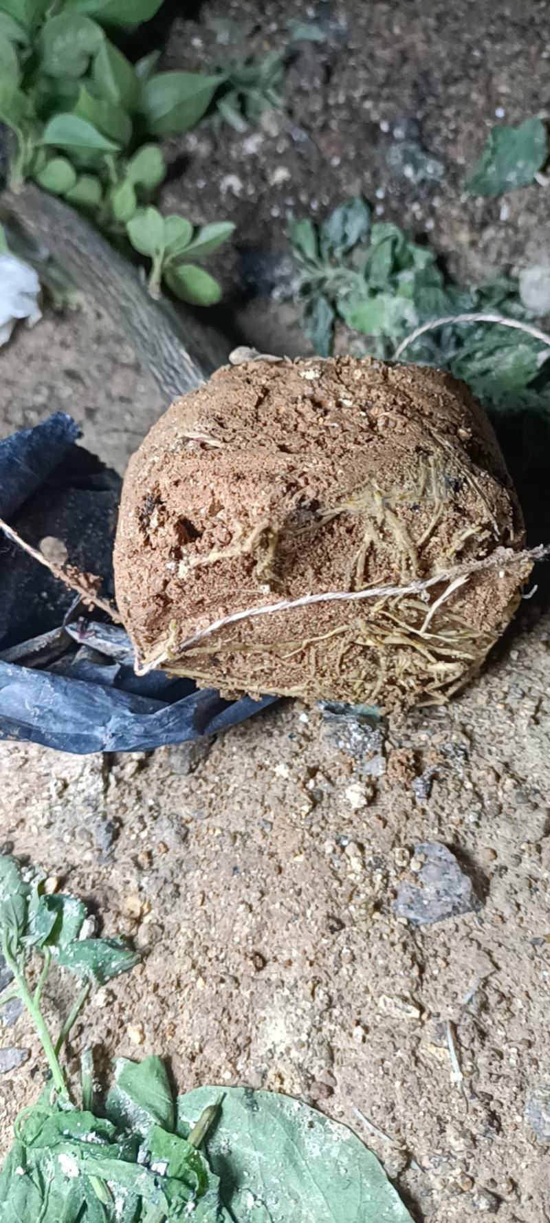 大家好基地直销三角梅，袋苗盆苗，各种规格。物美价廉