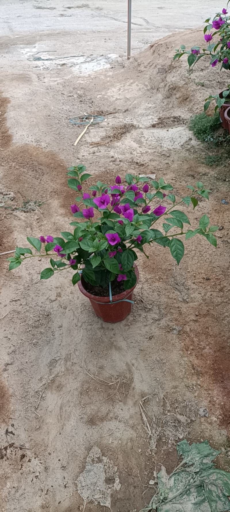 大家好基地直销三角梅，袋苗盆苗，各种规格。物美价廉