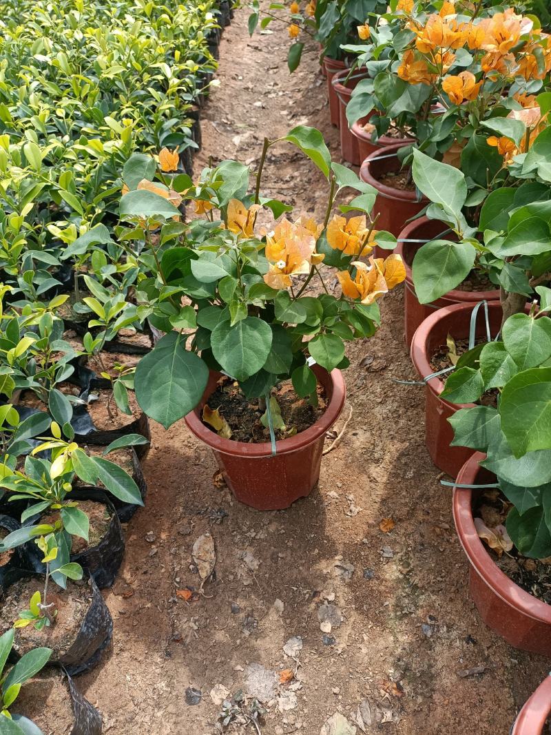 大家好基地直销三角梅，袋苗盆苗，各种规格。物美价廉