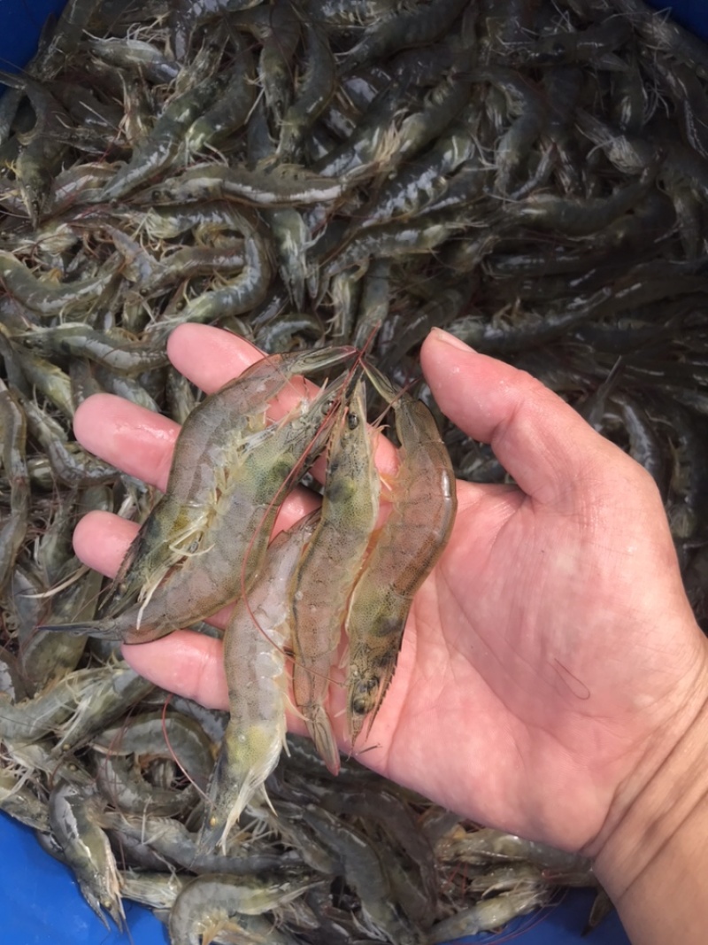 当天现扒对虾肉，虾仁，买的放心，吃得安心，无添加剂