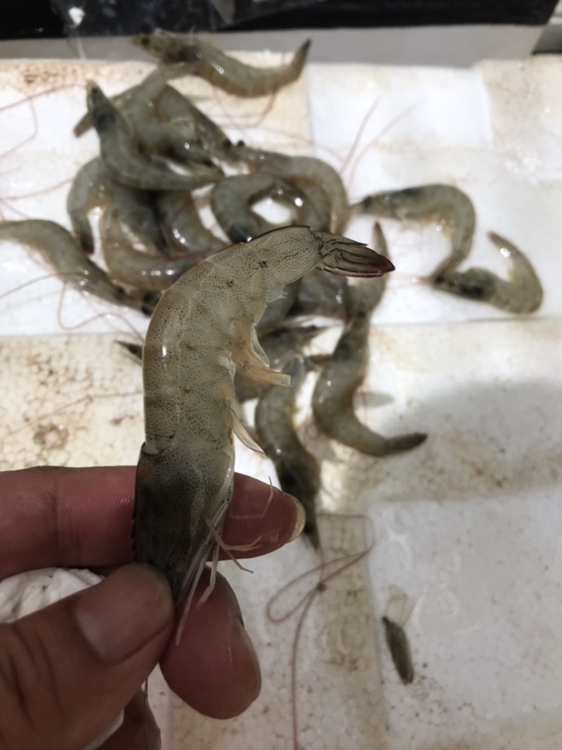 当天现扒对虾肉，虾仁，买的放心，吃得安心，无添加剂