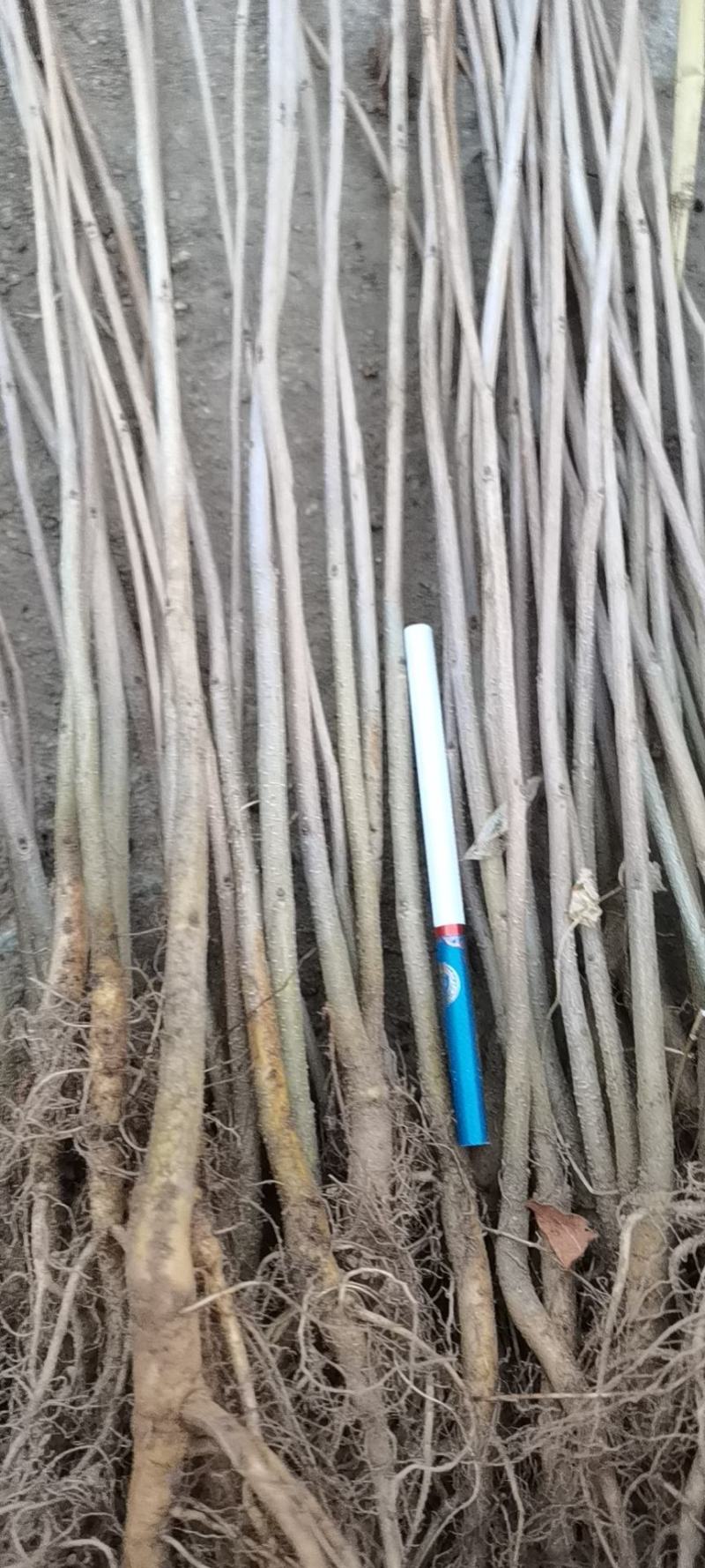 紫穗槐播种苗高速堤坝护坡油条苗棉槐条子产地直发