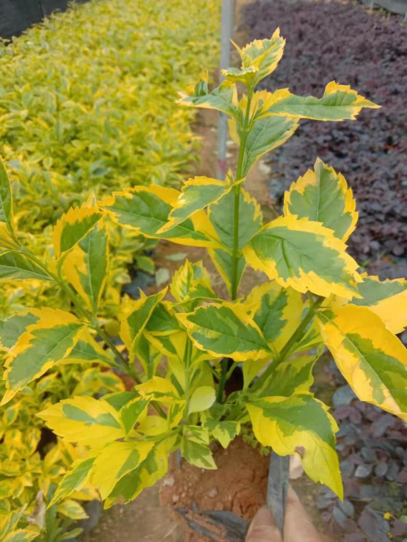 大家好基地直销金边假连翘袋苗，各种规格。物美价廉
