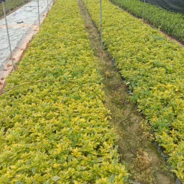 大家好基地直销金边假连翘袋苗，各种规格。物美价廉