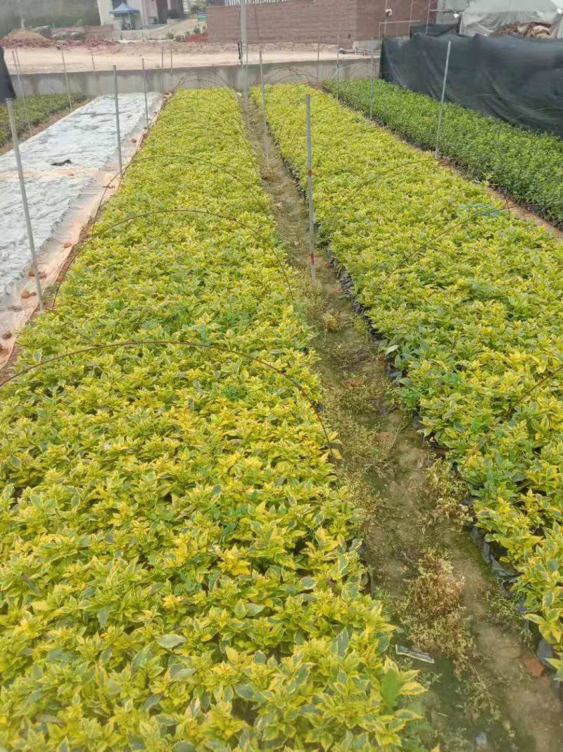 大家好基地直销金边假连翘袋苗，各种规格。物美价廉