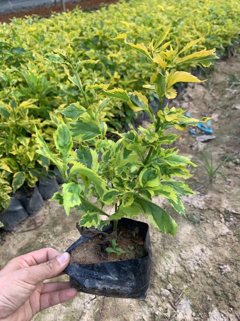 大家好基地直销金边假连翘袋苗，各种规格。物美价廉