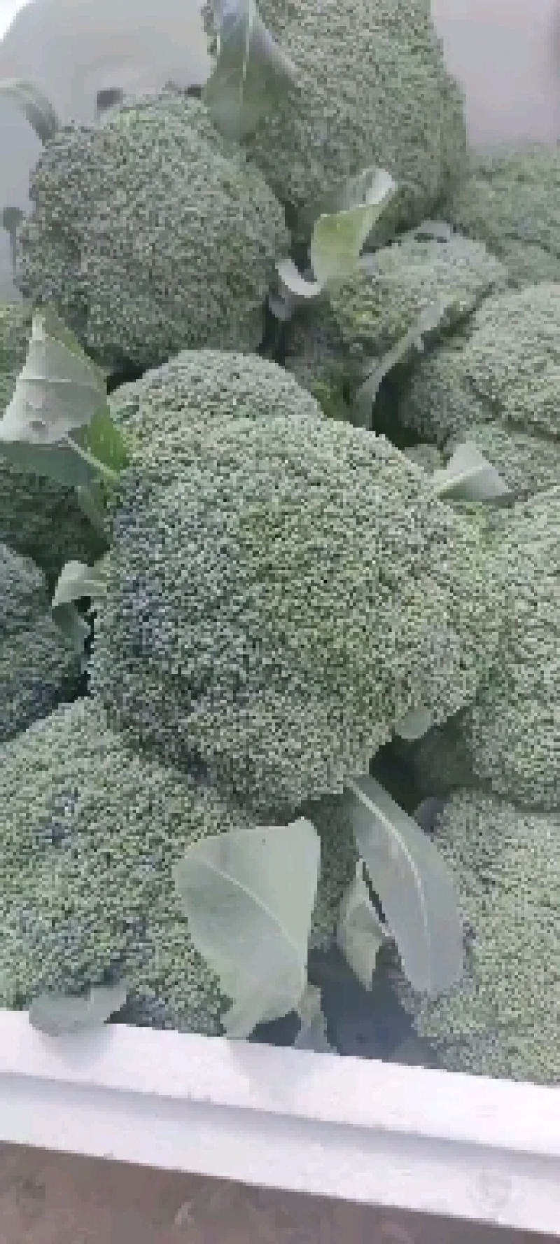 西蓝花质量很好适合走市场和各大超市