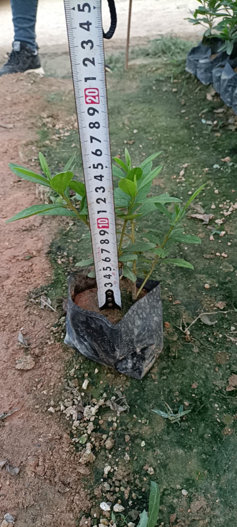 大家好基地直销金边假连翘袋苗，各种规格。物美价廉