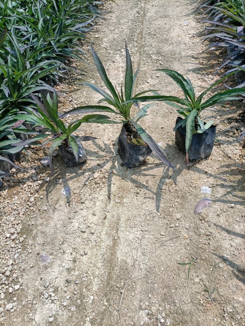 大家好基地直销金边假连翘袋苗，各种规格。物美价廉