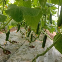 新鲜的水果黄瓜，大量上市