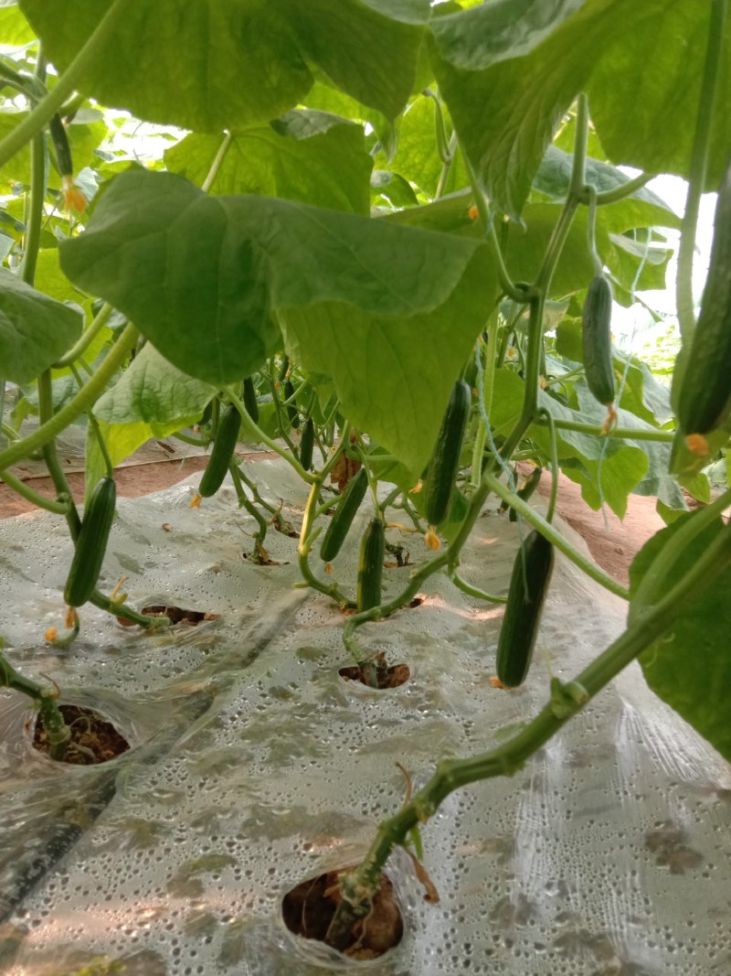 新鲜的水果黄瓜，大量上市