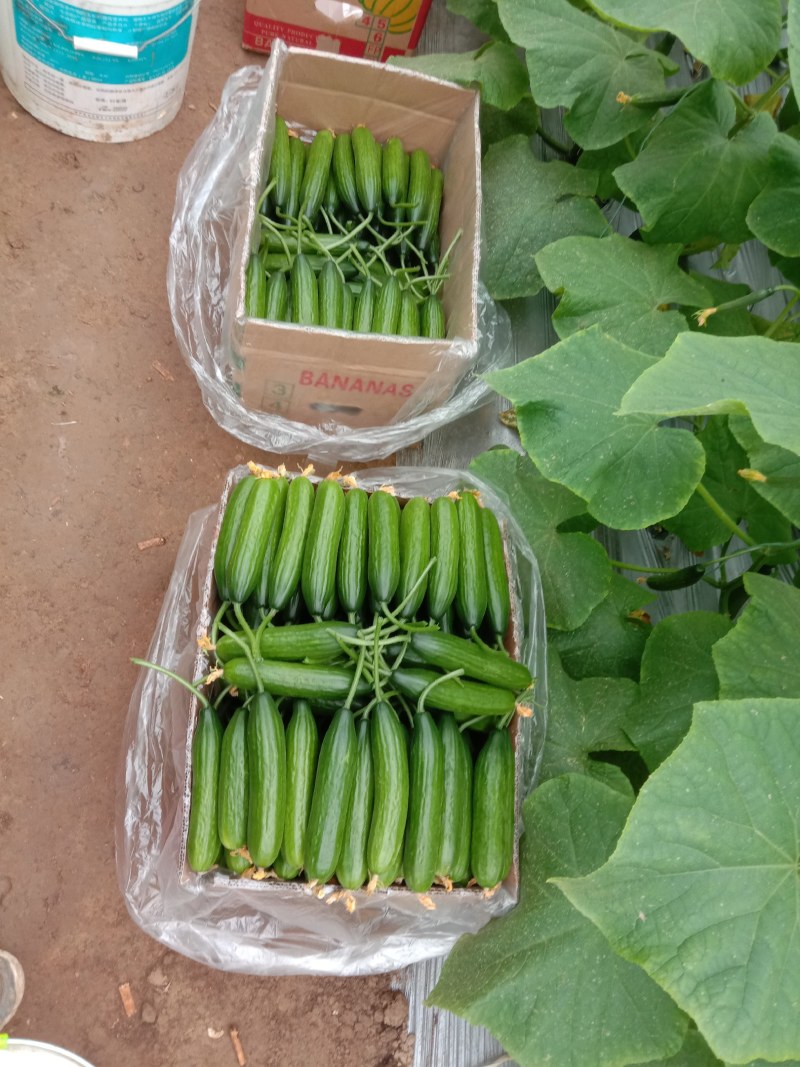 新鲜的水果黄瓜，大量上市