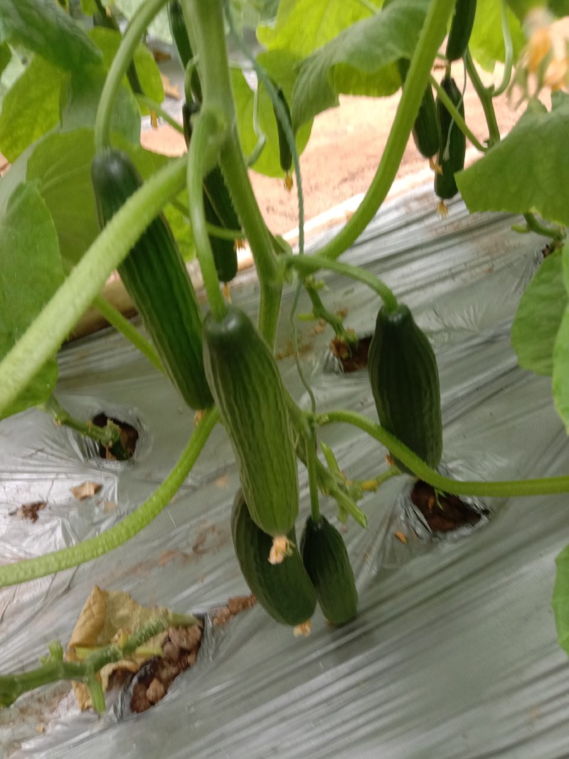 新鲜的水果黄瓜，大量上市