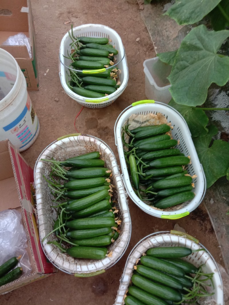 新鲜的水果黄瓜，大量上市