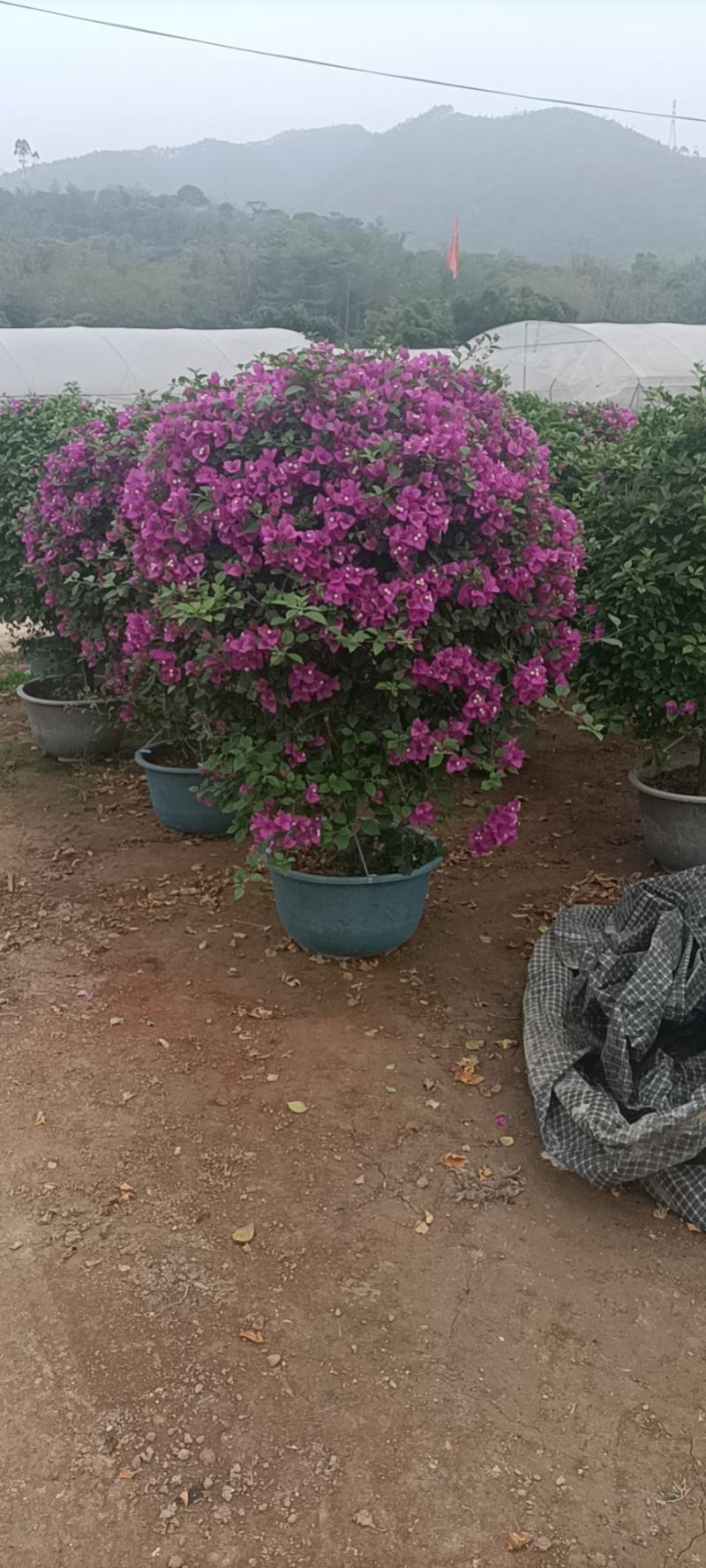 大家好基地直销三角梅，袋苗盆苗，各种规格。物美价廉