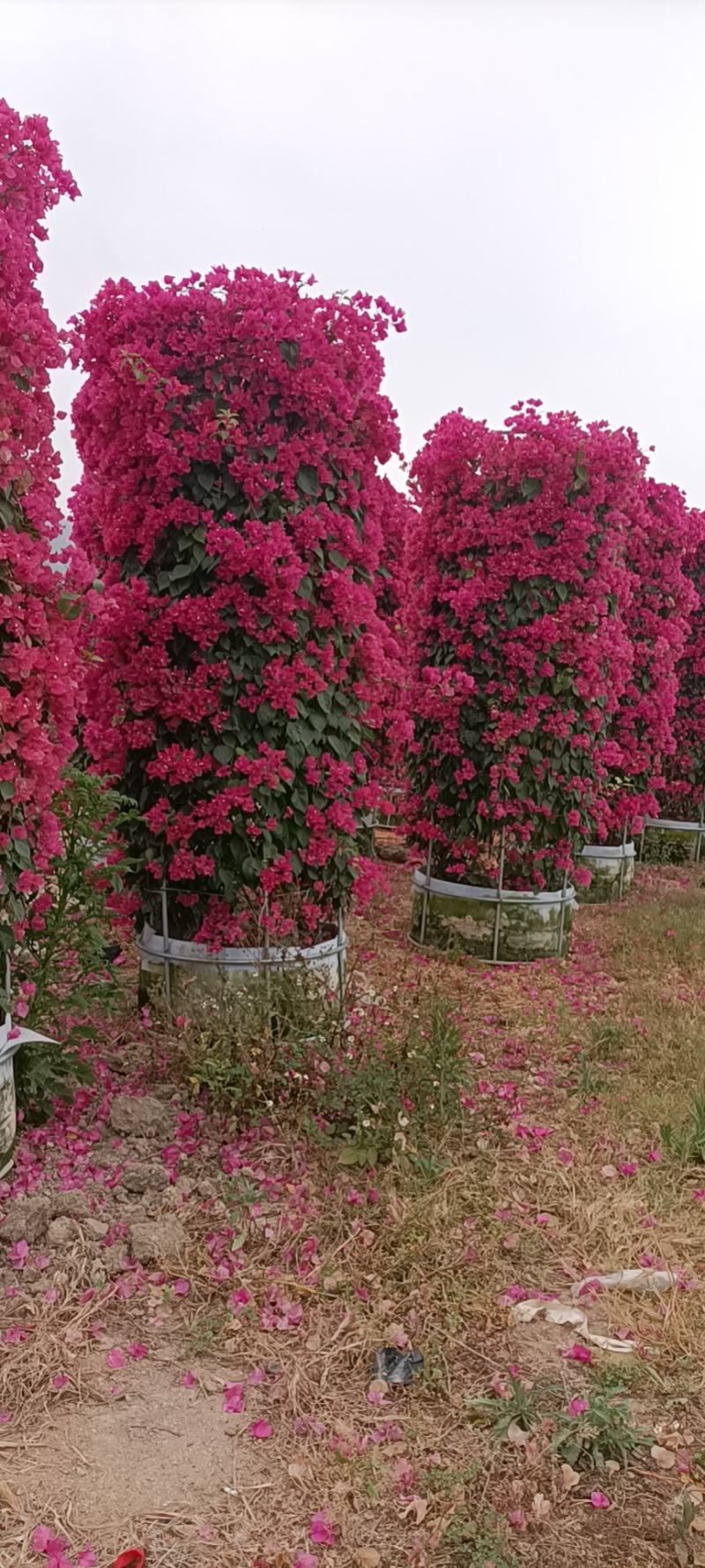 大家好基地直销三角梅，袋苗盆苗，各种规格。物美价廉