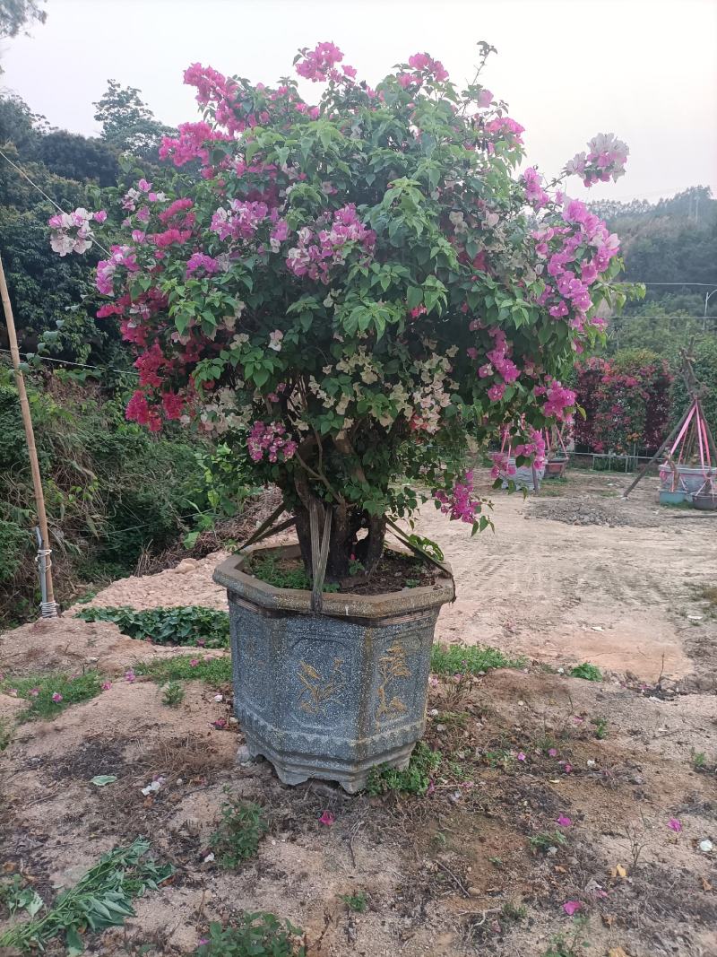 大家好基地直销三角梅，袋苗盆苗，各种规格。物美价廉