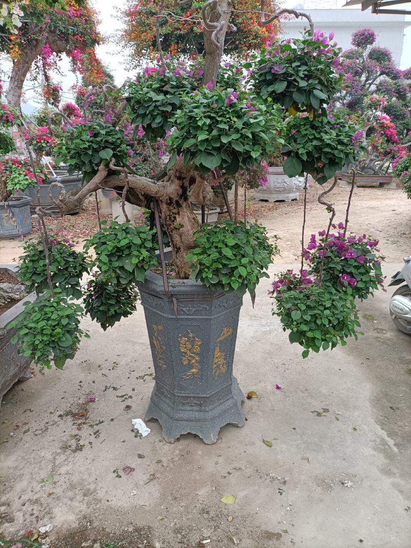 大家好基地直销三角梅，袋苗盆苗，各种规格。物美价廉