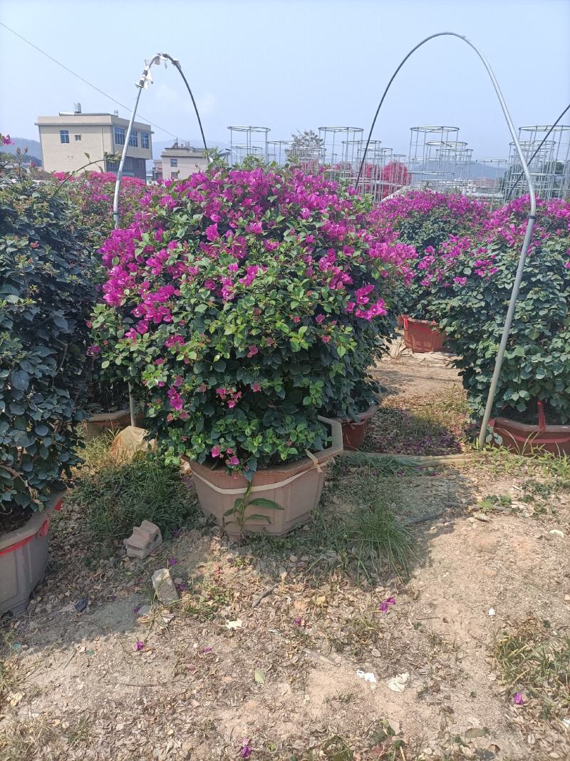 大家好基地直销三角梅，袋苗盆苗，各种规格。物美价廉